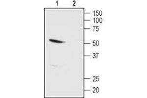 Western blot analysis of rat kidney membranes: - 1.