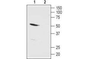 Western blot analysis of rat kidney membranes: - 1. (KCNK13 anticorps  (1st Extracellular Loop))