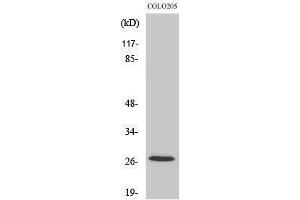 Western Blotting (WB) image for anti-P27 (Ser237) antibody (ABIN3180224) (P27 (Ser237) anticorps)