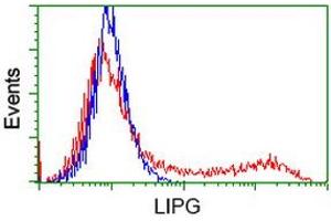 HEK293T cells transfected with either RC209248 overexpress plasmid (Red) or empty vector control plasmid (Blue) were immunostained by anti-LIPG antibody (ABIN2453815), and then analyzed by flow cytometry. (LIPG anticorps)