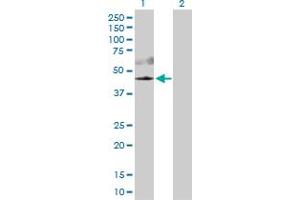Western Blot analysis of AKT3 expression in transfected 293T cell line by AKT3 MaxPab polyclonal antibody.