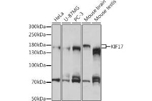 Western blot analysis of extracts of various cell lines, using KIF17 antibody (ABIN7268123) at 1:1000 dilution. (KIF17 anticorps  (AA 360-660))