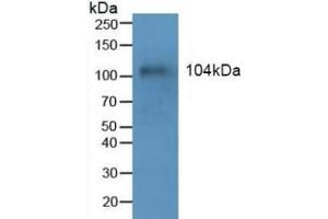 Detection of MUC1 in Human Blood Cells using Polyclonal Antibody to Mucin 1 (MUC1)