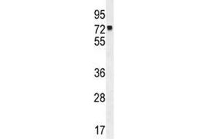 MLH1 antibody western blot analysis in K562 lysate.