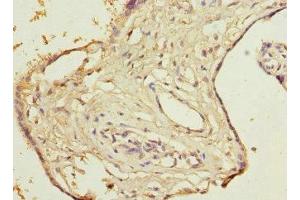Immunohistochemistry of paraffin-embedded human placenta tissue using ABIN7149700 at dilution of 1:100 (DCMP Deaminase (DCTD) (AA 1-178) anticorps)