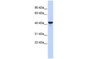 WB Suggested Anti-E2F2 Antibody Titration:  0. (E2F2 anticorps  (Middle Region))