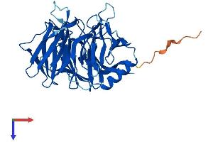 AlphaFold protein structure predicition of Human Recombinant KLHDC9 Protein, UniprotID Q8NEP7