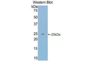Western Blotting (WB) image for anti-Transferrin (TF) (AA 22-176) antibody (ABIN1860868) (Transferrin anticorps  (AA 22-176))