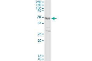 FOXP3 MaxPab rabbit polyclonal antibody.