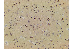 ABIN6267554 at 1/200 staining human brain tissue sections by IHC-P.