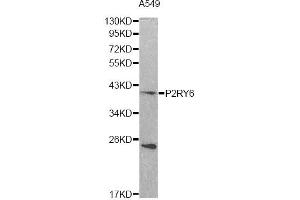 Western blot analysis of extracts of A549 cells, using P2RY6 antibody (ABIN1874016) at 1:500 dilution.