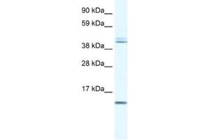 Western Blotting (WB) image for anti-Ts Translation Elongation Factor, Mitochondrial (TSFM) antibody (ABIN2460533) (TSFM anticorps)