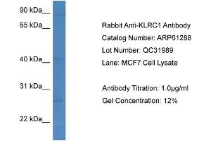 Western Blotting (WB) image for anti-Killer Cell Lectin-Like Receptor Subfamily C, Member 1 (KLRC1) (C-Term) antibody (ABIN2788754) (KLRC1 anticorps  (C-Term))