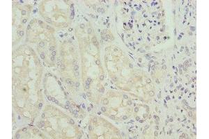 Immunohistochemistry of paraffin-embedded human kidney tissue using ABIN7154006 at dilution of 1:100