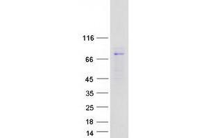 Validation with Western Blot (LRRC45 Protein (Myc-DYKDDDDK Tag))