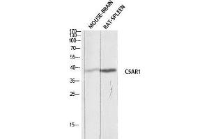 Western Blot (WB) analysis of Mouse Brain Rat Spleen lysis using C5AR1 antibody.