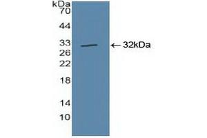Detection of Recombinant CUL1, Human using Polyclonal Antibody to Cullin 1 (CUL1) (Cullin 1 anticorps  (AA 1-250))