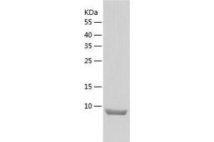 Western Blotting (WB) image for Polymerase (DNA-Directed), delta 4, Accessory Subunit (POLD4) (AA 1-107) protein (His-IF2DI Tag) (ABIN7124519)