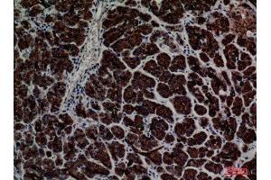 Immunohistochemistry (IHC) analysis of paraffin-embedded Human Pancreas, antibody was diluted at 1:100.