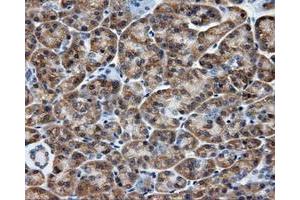 Immunohistochemical staining of paraffin-embedded liver tissue using anti-SIL1 mouse monoclonal antibody. (SIL1 anticorps)