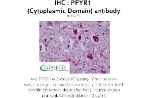 Image no. 2 for anti-Neuropeptide Y Receptor Y4 (NPY4R) (3rd Cytoplasmic Domain) antibody (ABIN1738313) (NPY4R anticorps  (3rd Cytoplasmic Domain))