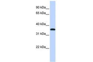 VGLL3 Antikörper  (C-Term)