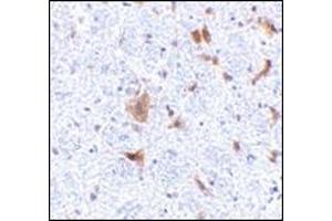 Immunohistochemistry of LFG in mouse brain tissue with this product at 5 μg/ml.