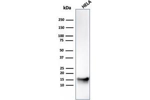 Western blot analysis of HeLa cell lysate using FABP5 Mouse Monoclonal Antibody (CPTC-FABP5-3).