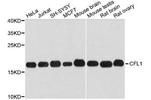 Western blot analysis of extracts of various cell lines, using CFL1 antibody. (Cofilin anticorps  (AA 1-100))