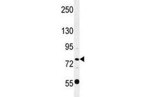 Oct1 antibody western blot analysis in HL-60 lysate.