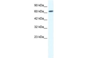 Western Blotting (WB) image for anti-gamma-aminobutyric Acid (GABA) A Receptor, beta 2 (GABRB2) antibody (ABIN2461130) (GABRB2 anticorps)