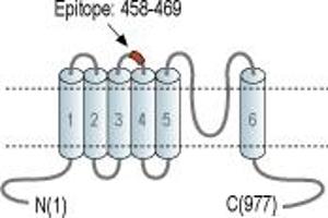 Representative domain view of the target of ABIN7885584.
