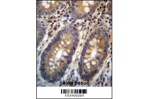 ASMTL Antibody immunohistochemistry analysis in formalin fixed and paraffin embedded human colon tissue followed by peroxidase conjugation of the secondary antibody and DAB staining. (ASMTL anticorps  (AA 231-259))