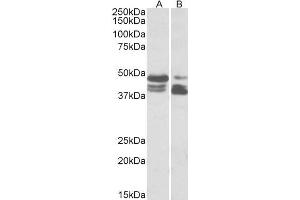 ABIN5539658 (0. (PLIN3 anticorps  (AA 154-167))