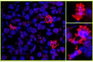 Immunofluorescence (IF) image for anti-Histone H3 (H3) (C-Term) antibody (ABIN7448974)