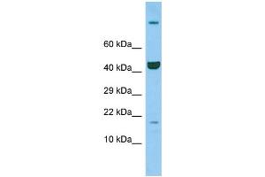 Host: Rabbit Target Name: Ppil3 Sample Type: Rat Thymus lysates Antibody Dilution: 1. (PPIL3 anticorps  (C-Term))