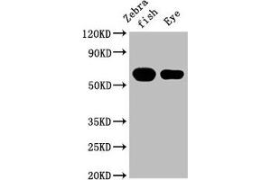 Western Blot Positive WB detected in: Zebrafish tissue, Zebrafish eye tissue All lanes: cyp26a1 at 1:2000 Secondary Goat polyclonal to rabbit IgG at 1/50000 dilution Predicted band size: 57 kDa Observed band size: 57 kDa