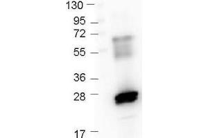 Western Blot of Rabbit anti-GST antibody. (GST anticorps  (DyLight 405))