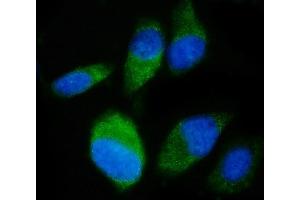 IF analysis of SND1 using anti-SND1 antibody (ABIN7600526). (SND1 anticorps  (AA 20-204))