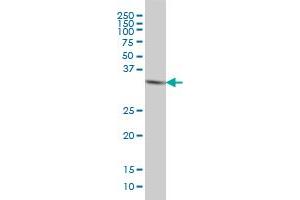 HTRA2 monoclonal antibody (M04), clone 6H8 Western Blot analysis of HTRA2 expression in HeLa . (HTRA2 anticorps  (AA 359-458))
