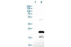 Western Blot (Cell lysate) analysis of (1) Negative control (vector only transfected HEK293T lysate), and (2) Over-expression lysate (Co-expressed with a C-terminal myc-DDK tag (~3. (ZCCHC13 anticorps)