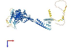 AlphaFold protein structure predicition of Human Recombinant SCNN1B Protein, UniprotID P51168