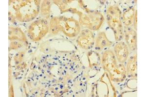 IHC analysis of paraffin-embedded human kidney tissue, using MR1 antibody (1/100 dilution). (MR1 anticorps  (AA 150-253))