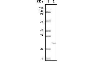 Western Blot showing cTnI antibody used against truncated cTnI recombinant protein. (TNNI3 anticorps)