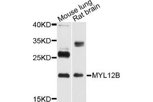 Western blot analysis of extract of mouse lung and rat brain cells, using MYL12B antibody. (MYL12B anticorps)