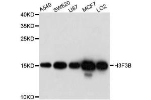 Western blot analysis of extracts of various cell lines, using H3F3B antibody. (H3F3B anticorps  (AA 1-136))