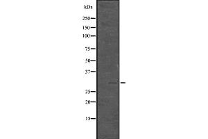 Western blot analysis of Phospho-Histone H1.
