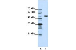 WB Suggested Anti-HCFC1 Antibody Titration:  1. (HCFC1 anticorps  (N-Term))