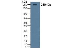Figure. (VWF anticorps  (AA 269-367))