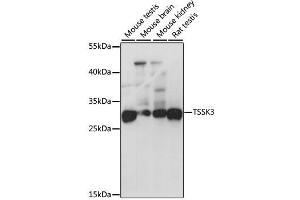 Western blot analysis of extracts of various cell lines, using TSSK3 antibody. (TSSK3 anticorps  (AA 1-268))